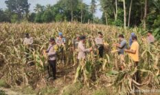 DUKUNG PROGRAM KETAHANAN PANGAN NASIONAL, BHABINKAMTIBMAS POLSEK LABUHAN MARINGGAI LAKSANAKAN MONITORING DAN IKUT PANEN JAGUNG